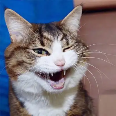 可爱的最新情侣头像 唯美情侣猫咪图片大全_情侣头像_美头网