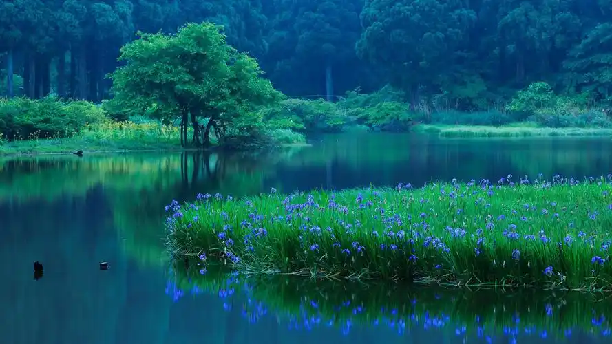 清新的植物特写图片宽屏桌面壁纸绿色护眼植物花卉