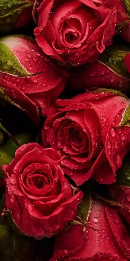 黑玫瑰的花语是什么不同颜色玫瑰花的花语