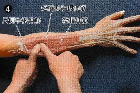 康复触诊新章节45指总伸肌下