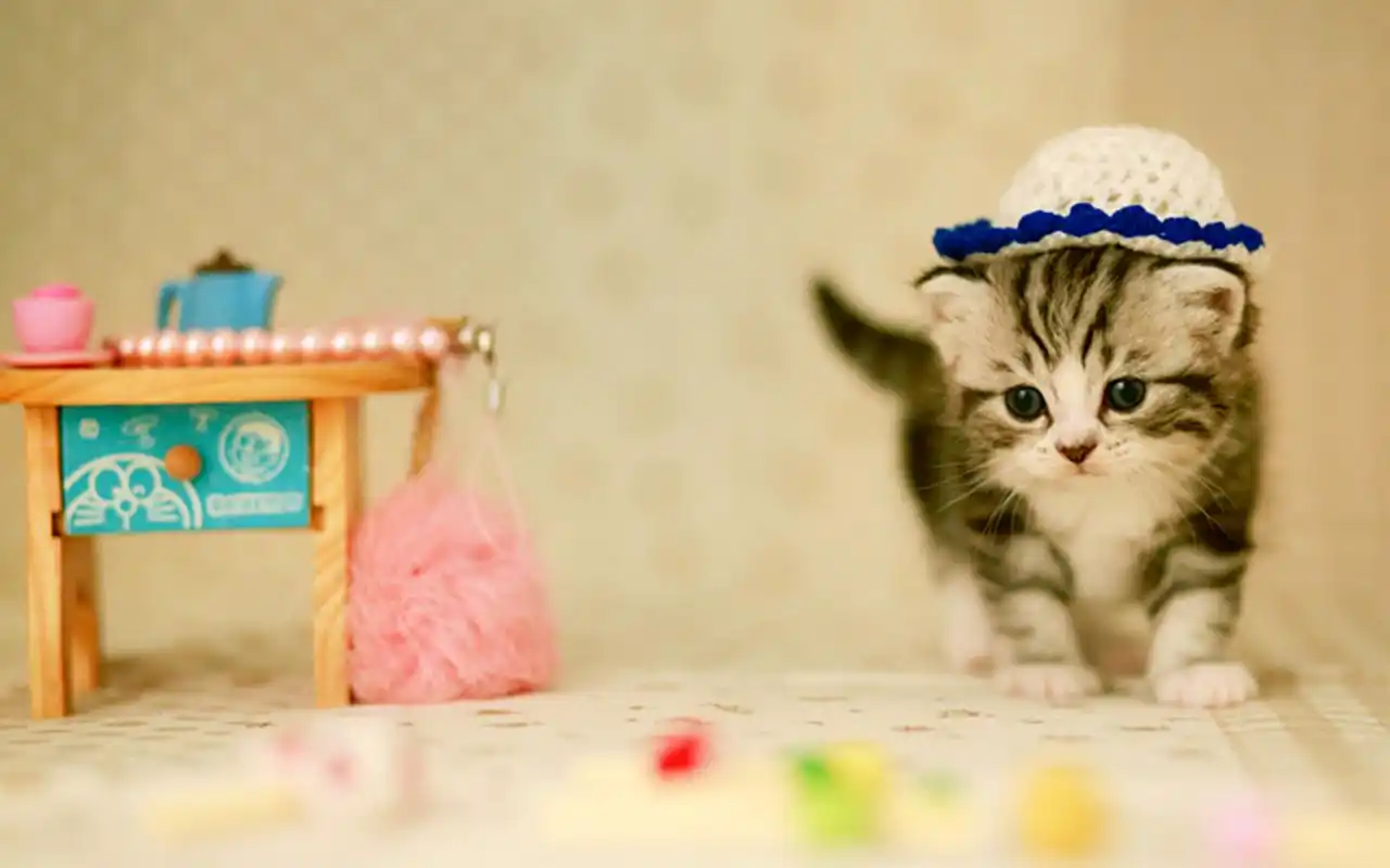 可爱萌宠喵星人摄影图片桌面壁纸