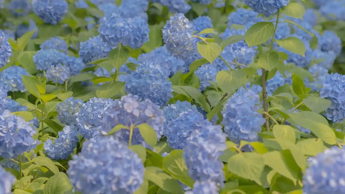 小清新绣球花图片桌面壁纸