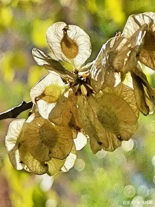 "三月三,榆成串",意思是每年农历的三月初三前后,各地的榆树会次第结
