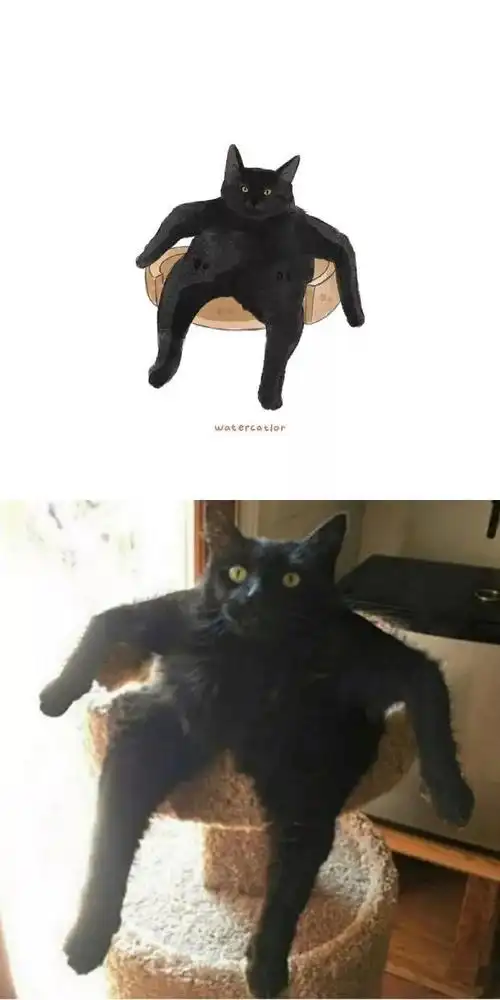 可爱又沙雕的猫咪合集