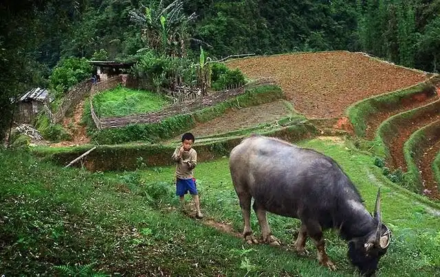 你有农村放牛的童年吗?幸运或者不幸,全是心态!