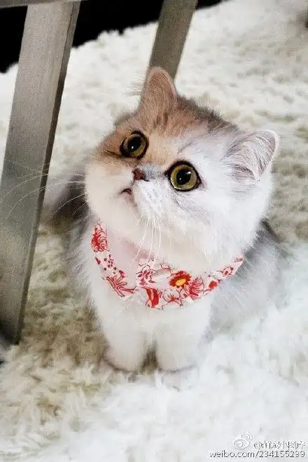 欲把萌喵比美人,卖萌清新总相宜