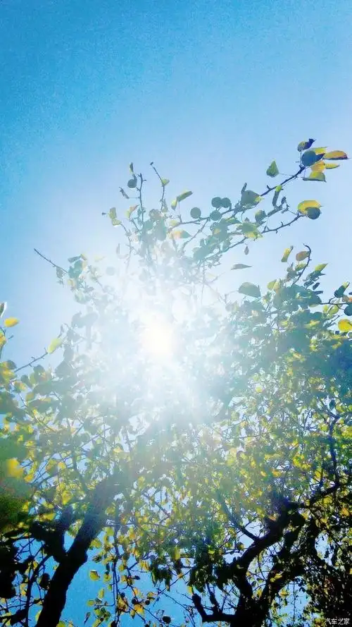午后灿烂的阳光透过树叶间的空隙洒落下来,在树缝间形成点点金色的