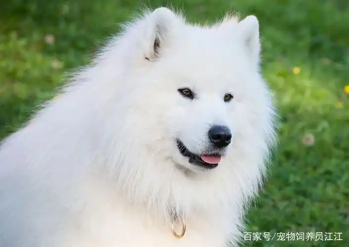 宠物狗:萨摩耶性格温柔,脾性温顺,呆萌模样惹人爱