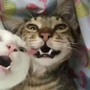 沙雕宠物情侣头像