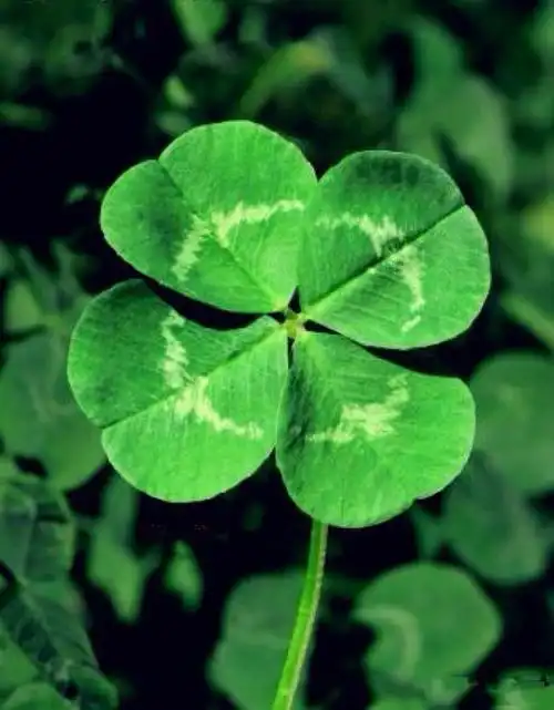 四叶草的寓意是什么?四瓣叶子分别代表什么?
