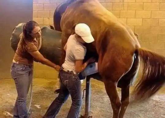 马的繁殖马自然繁育的方式有哪些