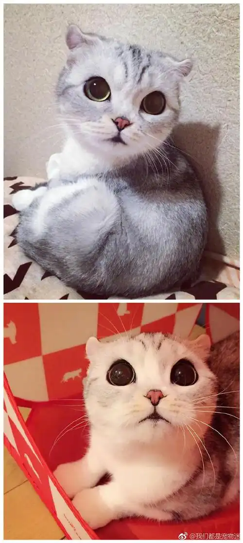 ins上一只炒鸡萌的猫咪,它的一对大眼睛更是萌的让人心都化了
