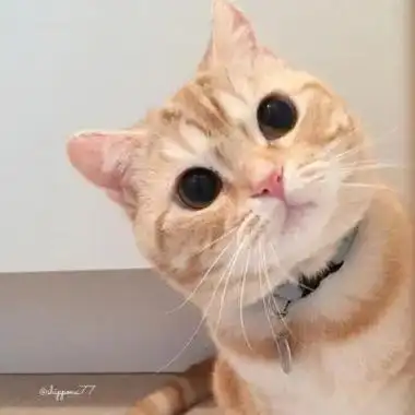 又萌又很可爱哦,优质的萌宠头像喜欢猫咪的小伙伴换上吧