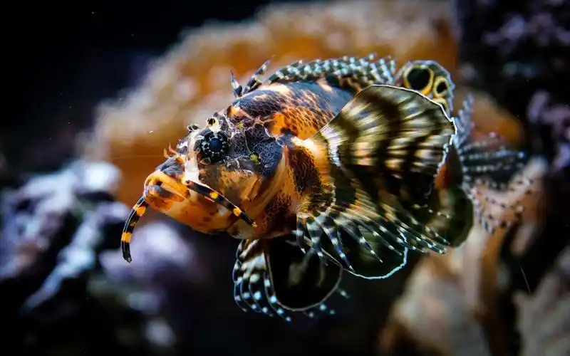 壁纸 水下的鱼,水族馆 1920x1200 hd 高清壁纸, 图片, 照片