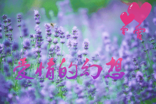 小包总和安迪端午会去哪耍浪漫?紫色梦幻的薰衣草庄园再合适不过!