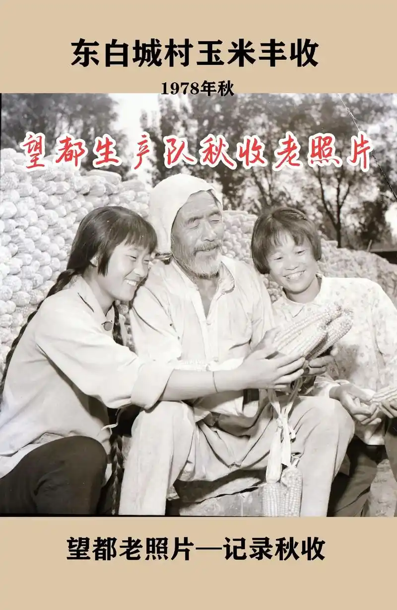 望都老照片欣赏—生产队秋收##农村的快乐生活 #生产队秋收 - 抖音