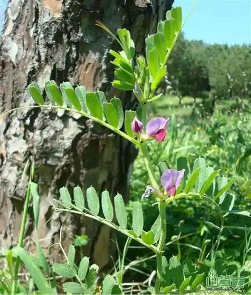 野豌豆有毒吗?可不可以食用