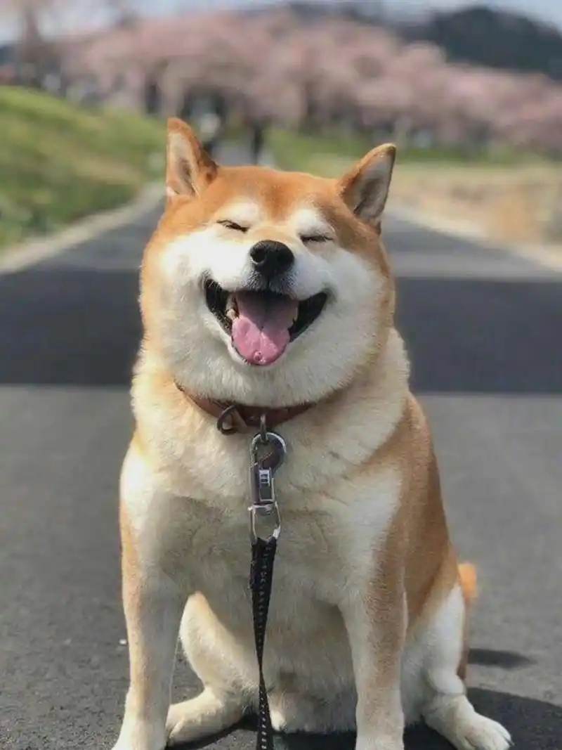 狗狗们治愈系微笑  谁能抵挡柴犬那无比可爱的笑容呢?