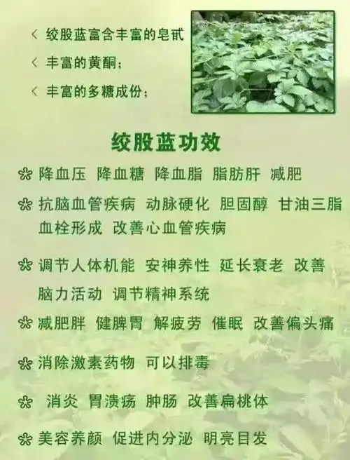 绞股蓝龙须茶缓解疲劳