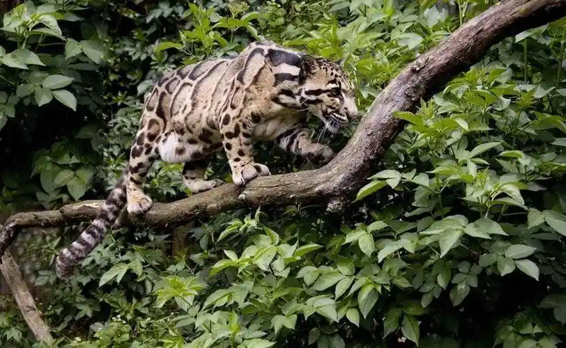 云豹(clouded leopard)-面临灭绝的乌云_进行_亚种_圈养