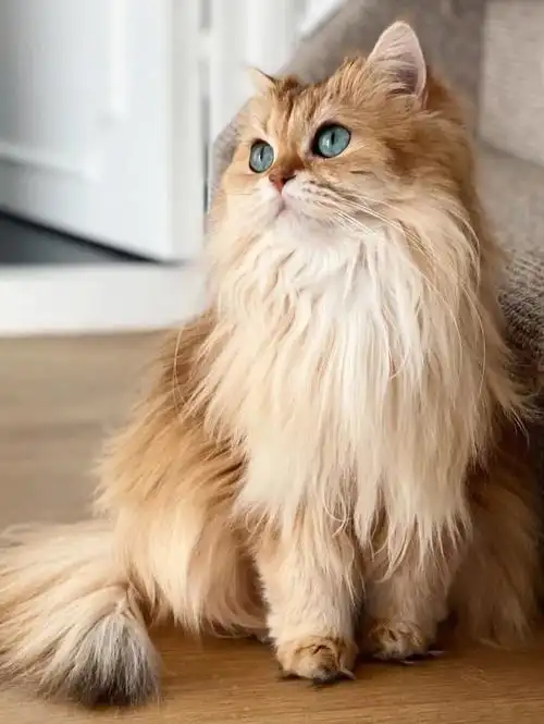 优雅端庄的金吉拉猫咪