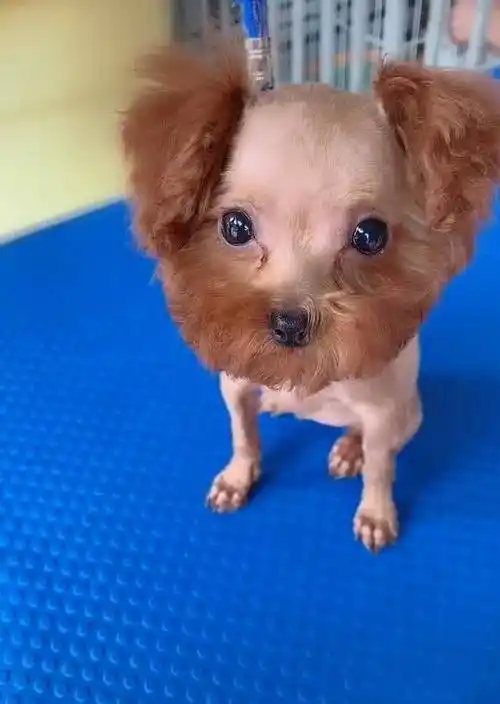 主人把泰迪剃成了地中海秃头网友沙师弟真的是你吗