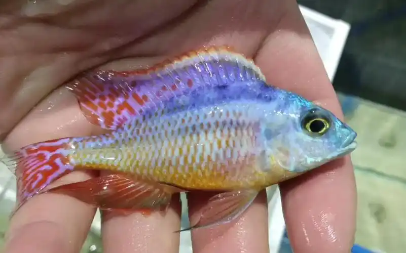 三湖慈鲷 红鹰 金帆_哔哩哔哩 (゜-゜)つロ 干杯~-bilibili