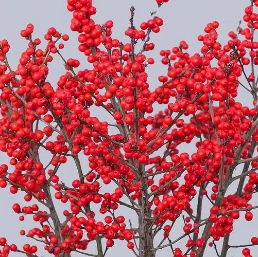 12个月,12款不同绝美花材,每月照着买,月月换新颜