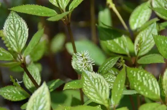 银线草图片 银线草草本野菜植物图片