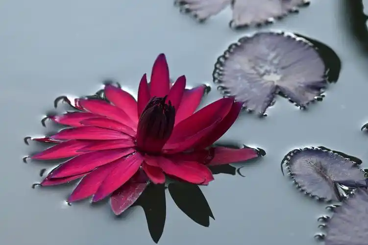 龚国荣|秋日宁波中山广场荷花依然红