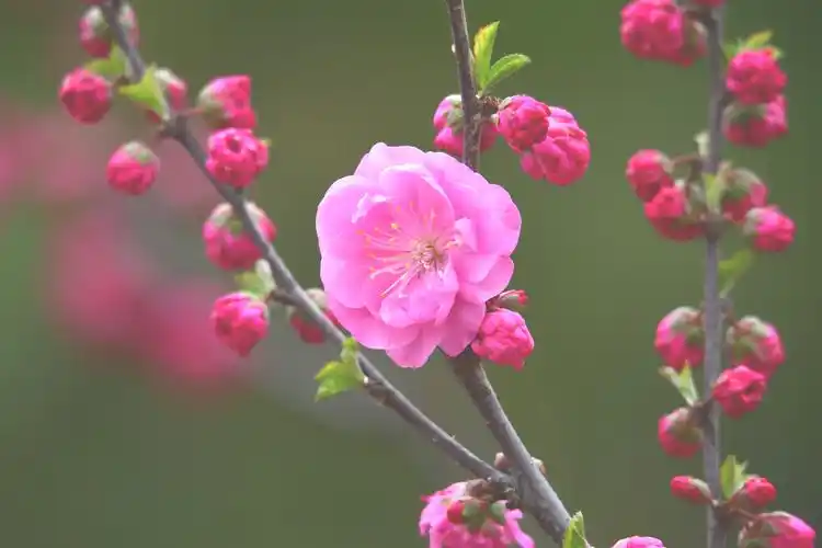 鲜艳靓丽的梅花