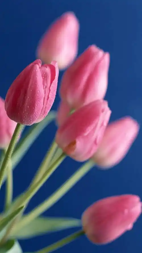郁金香,唯美鲜花,清新花卉,手机壁纸郁金香