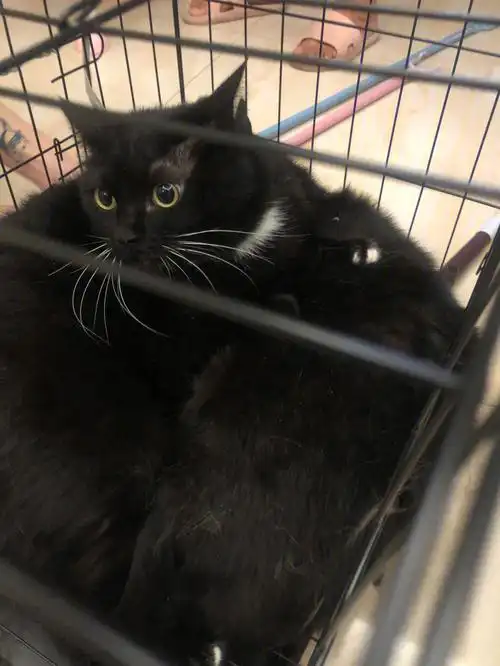 前几天去朋友家,领养的英短蓝猫小白～脖子上一些白色,还是一只白手套