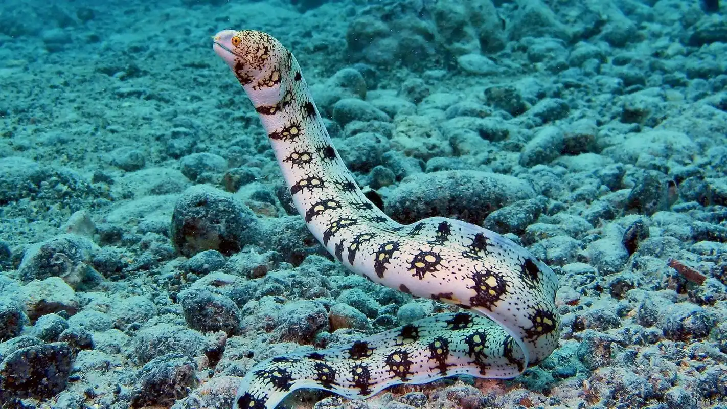 雪花海鳗能上陆地觅食,嘴里还长着一只"手",进军陆地的节奏?