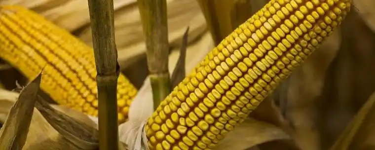 沃玉111玉米种简介适合哪里种植产量如何