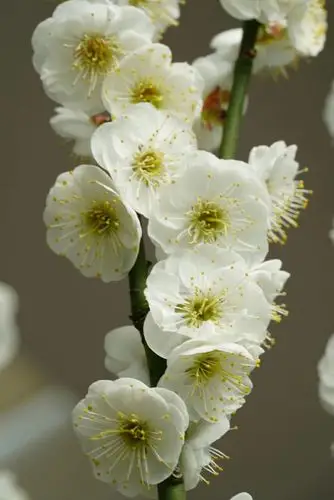 梅花怒放隆冬来 数九寒风剪刀裁 傲雪凌霜美姿态 莫道梅花开放迟 春节