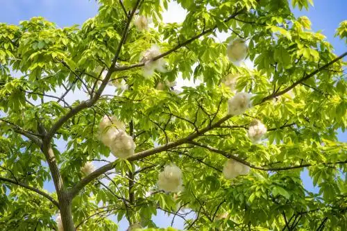 夏天飘落的异木棉花絮