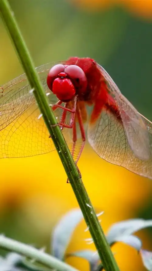 红蜻蜓,草茎