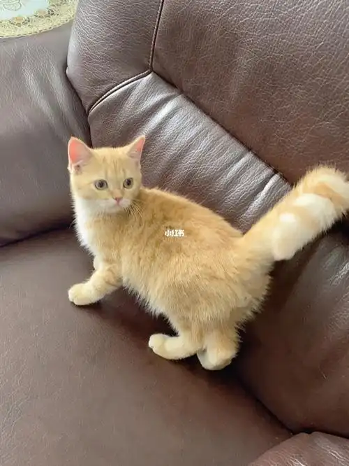 英短大橘金虎斑猫咪稀有金橘幼猫小猫自家生江苏无锡 带曼基康矮脚