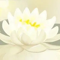 最漂亮的白莲花头像图片_微信头像图片大全