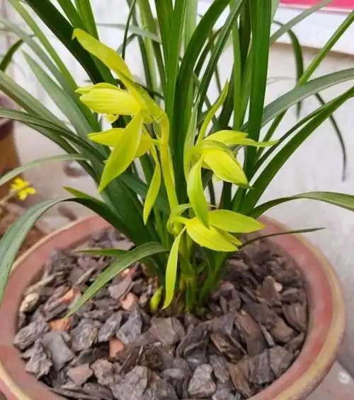 兰草花图片(兰花总也养不好) - 赤虎壹号