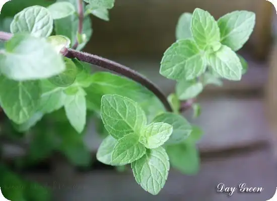 苏格兰薄荷叶子较胡椒薄荷香槟薄荷留兰香巧克力薄荷大分支极强茎为