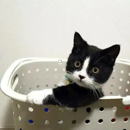 第11期喵头像 丨可可爱爱,没有脑袋|卖家|存图|尿失禁_手机网易网