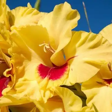 色系丰富有内涵的唐菖蒲唯美花朵微信头像图片