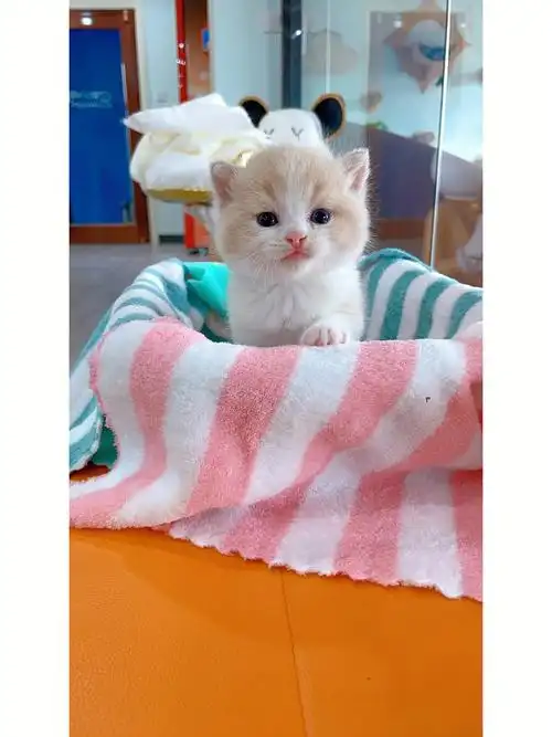 英短乳白小宝宝