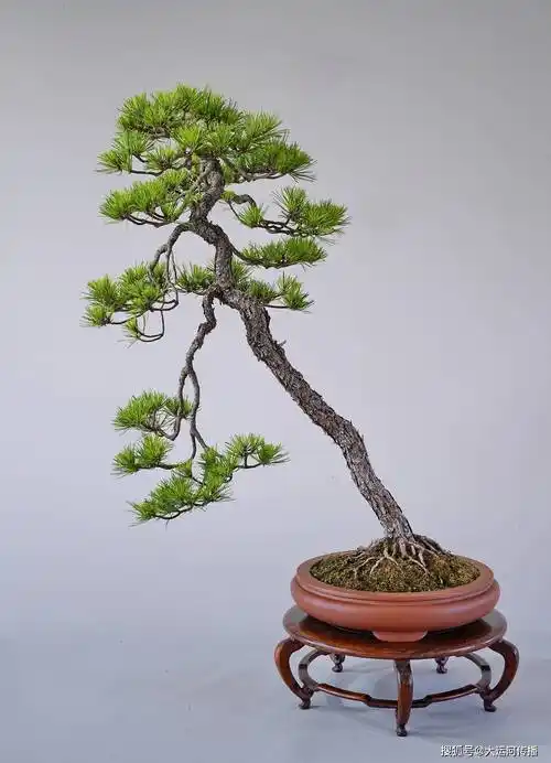 运河之子|赵庆泉: 成名作是《八骏图》扬派盆景走向世界第一人_扬州