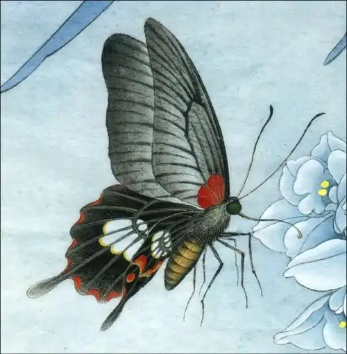 【教程】李晓明画草虫 | 玉带凤蝶设色技法(含详细文字解析)