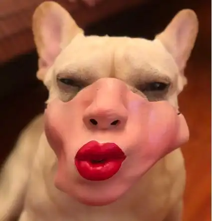 特价狗嘴套搞笑