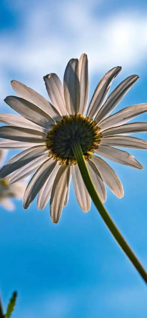 喜欢的全面屏壁纸