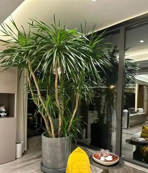 "龙血树客厅":美丽装饰与象征意义在家中养一棵龙血树,已成为新时尚.